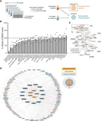 Multiple receptor tyrosine kinases regulate dengue infection of hepatocytes